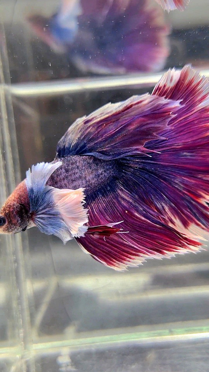 XL HALFMOON SUPER DUMBO EAR ROSETAIL PURPLE GRIZZLE BETTA FISH