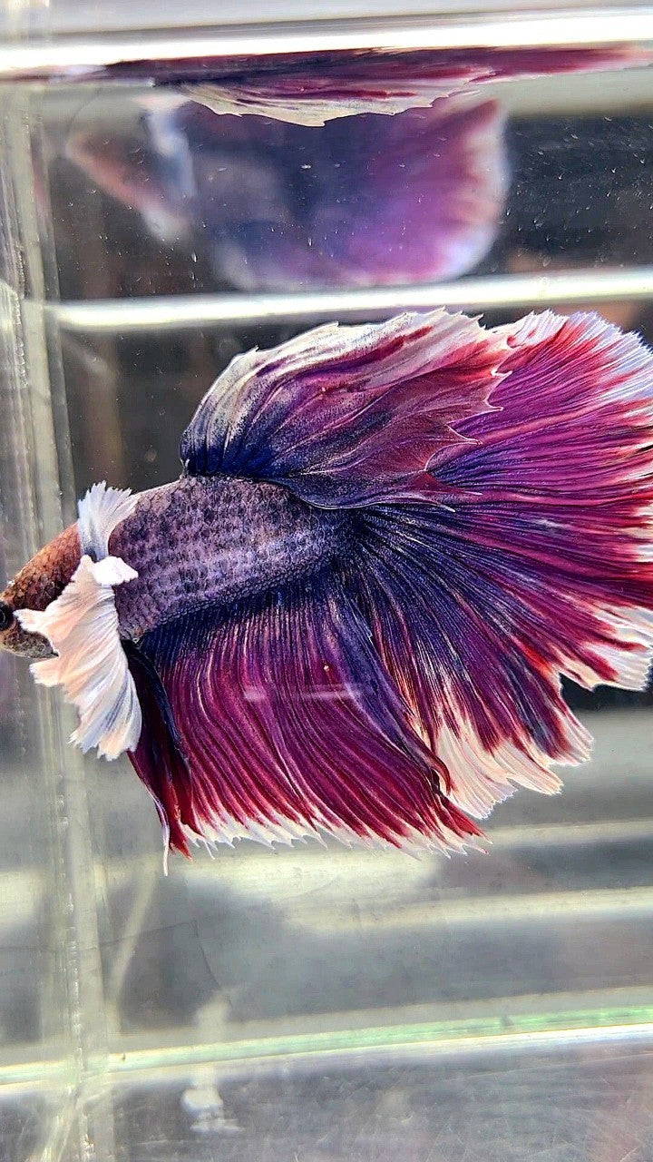 XL HALFMOON SUPER DUMBO EAR ROSETAIL PURPLE GRIZZLE BETTA FISH