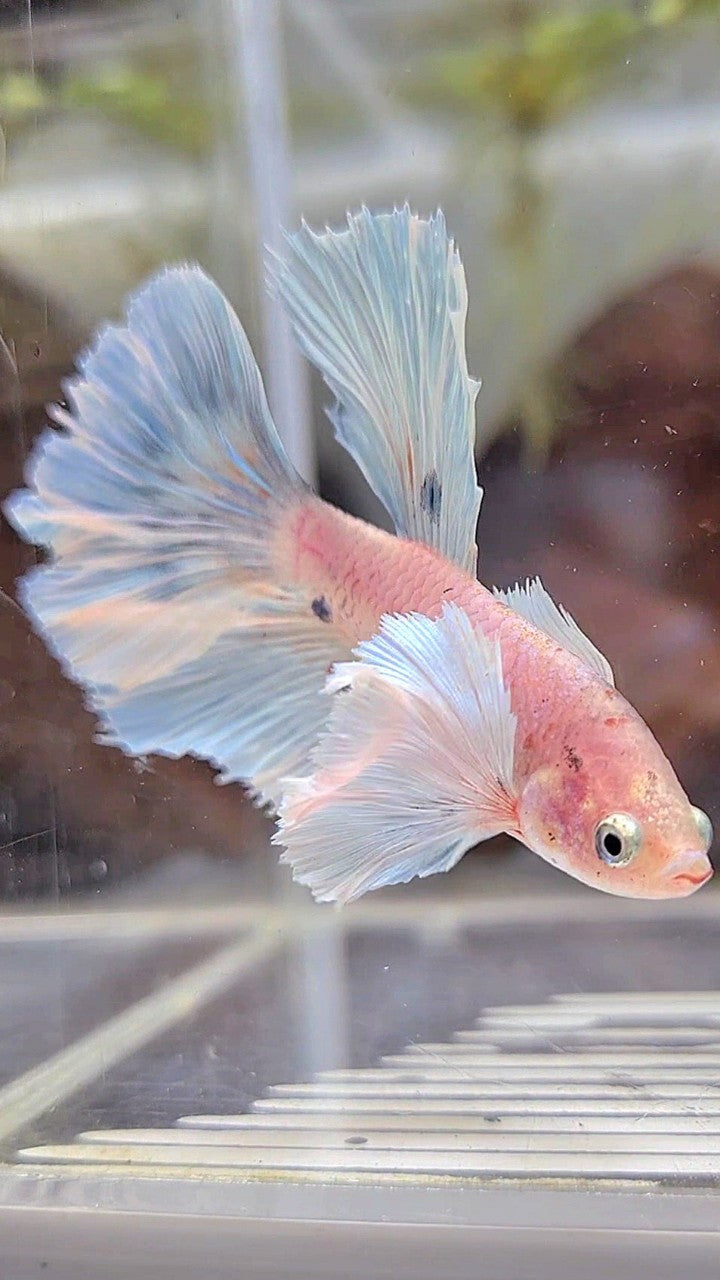 HALFMOON DUMBO EAR WHITE COLOR WASH BETTA FISH