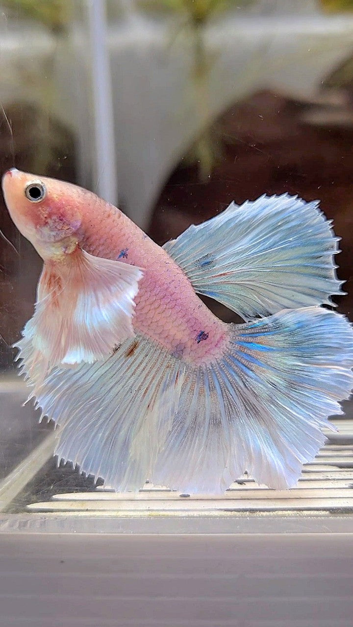 HALFMOON DUMBO EAR WHITE COLOR WASH BETTA FISH