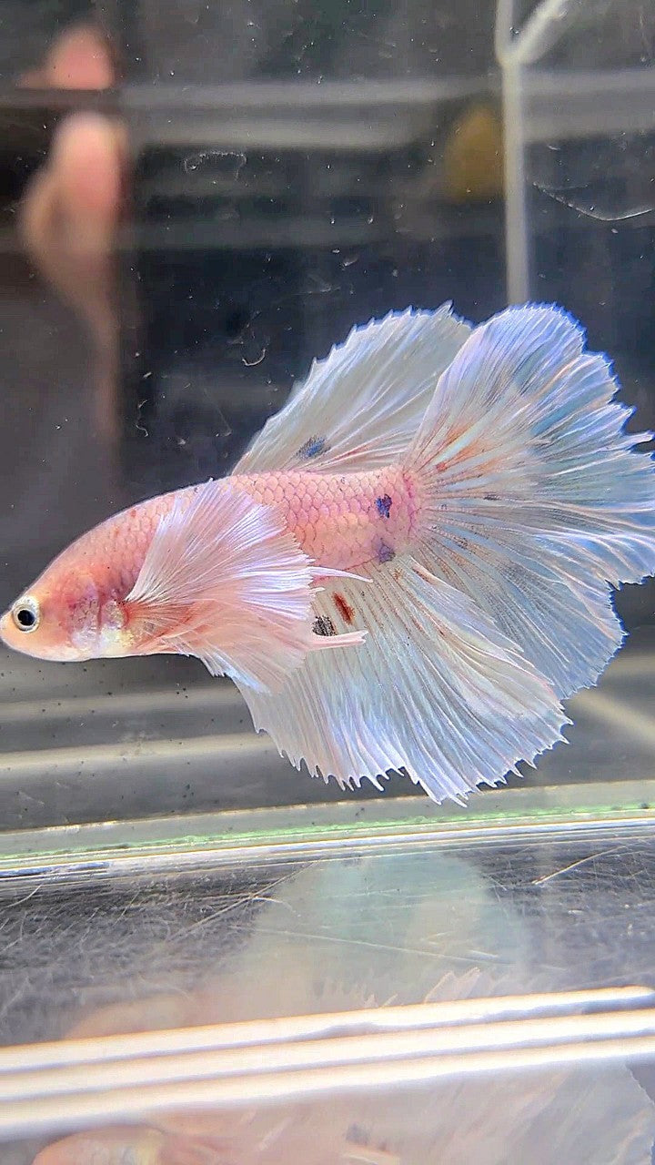 HALFMOON DUMBO EAR WHITE COLOR WASH BETTA FISH