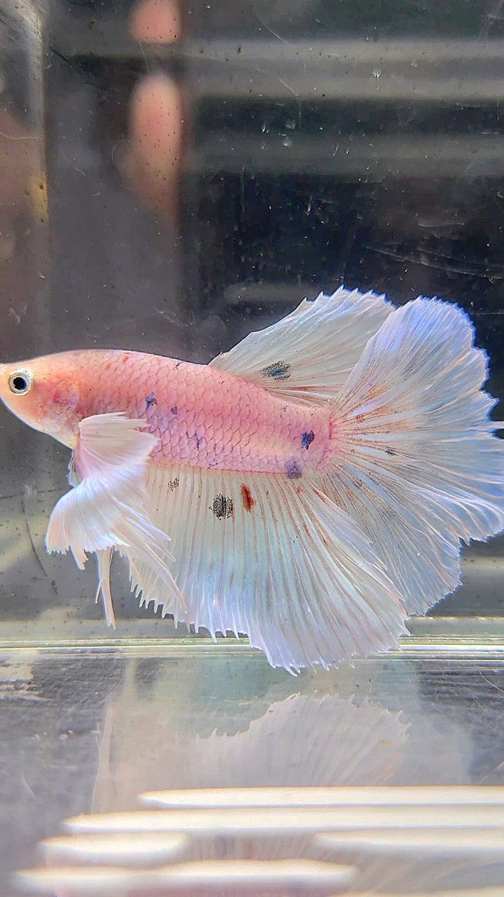 HALFMOON DUMBO EAR WHITE COLOR WASH BETTA FISH