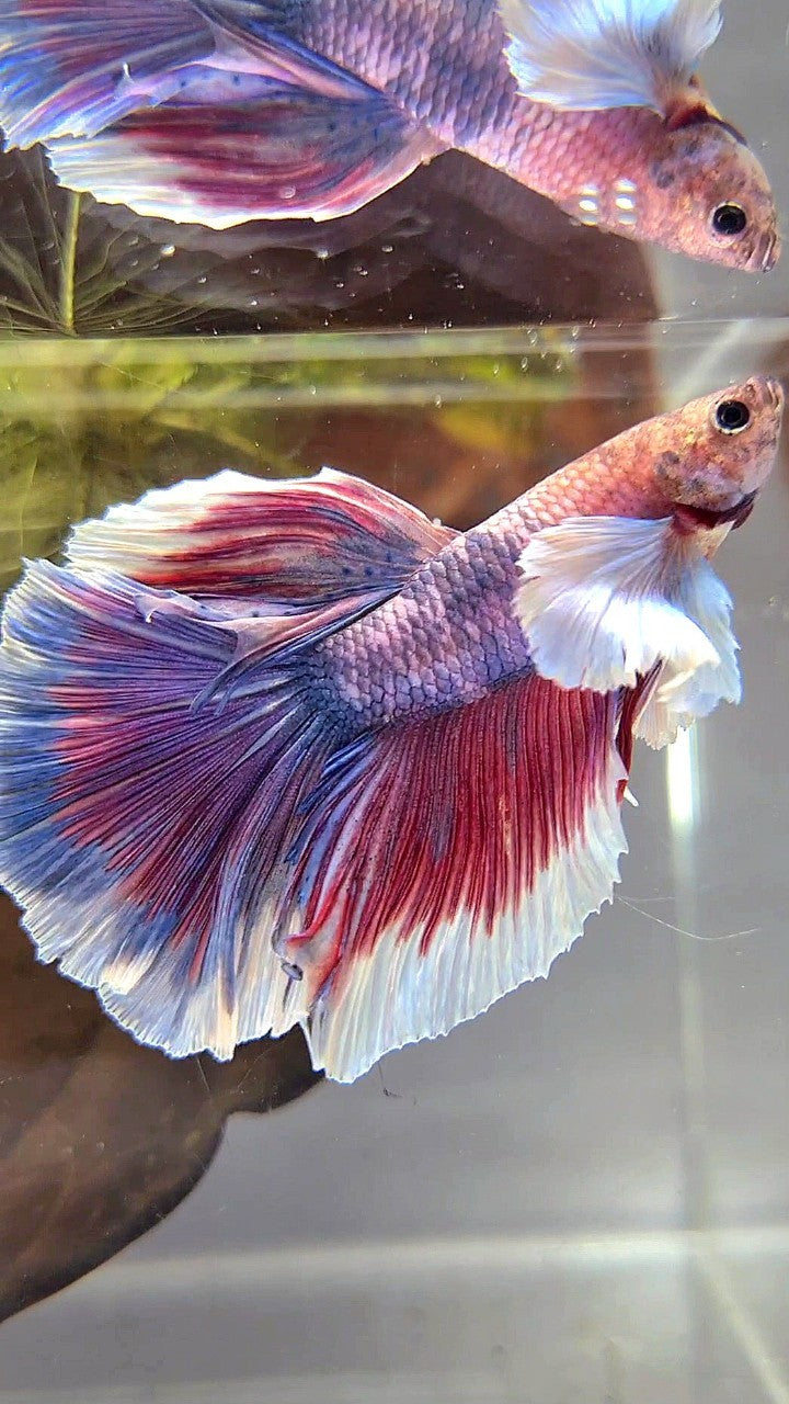 HALFMOON DUMBO EAR PURPLE RED FANCY BETTA FISH