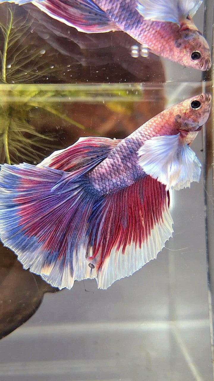 HALFMOON DUMBO EAR PURPLE RED FANCY BETTA FISH