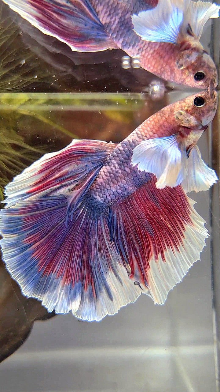 HALFMOON DUMBO EAR PURPLE RED FANCY BETTA FISH