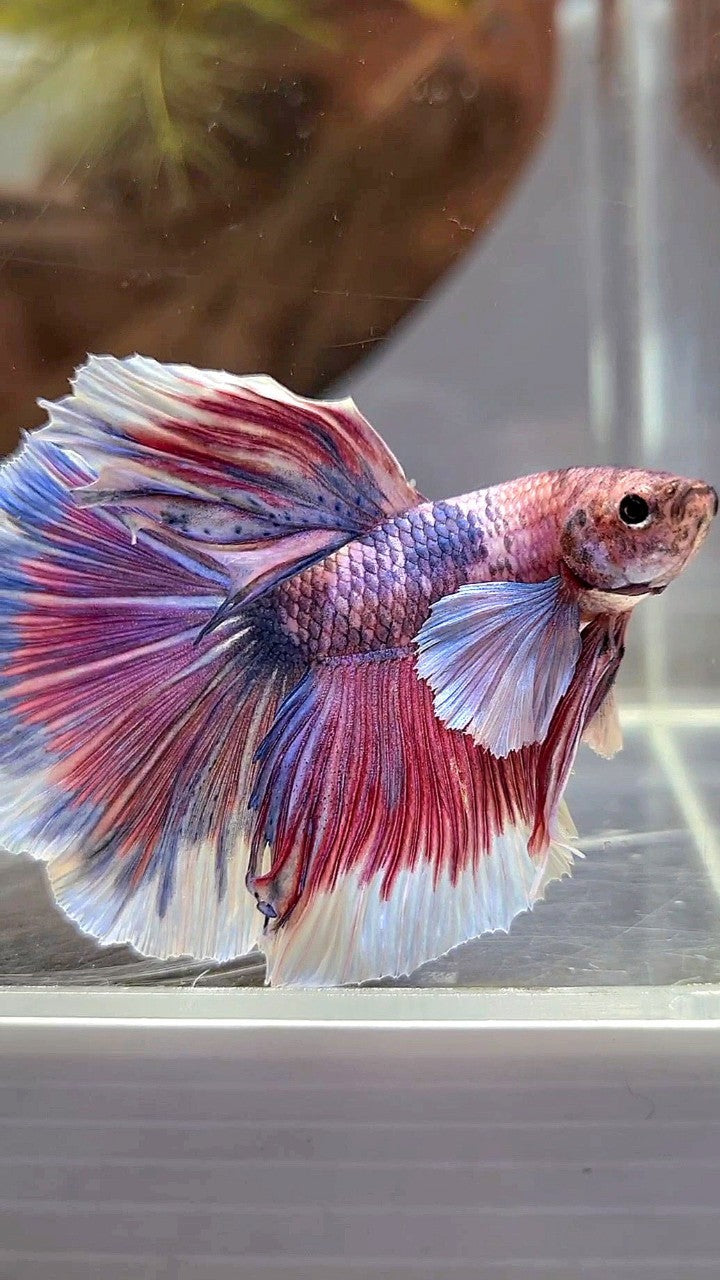 HALFMOON DUMBO EAR PURPLE RED FANCY BETTA FISH