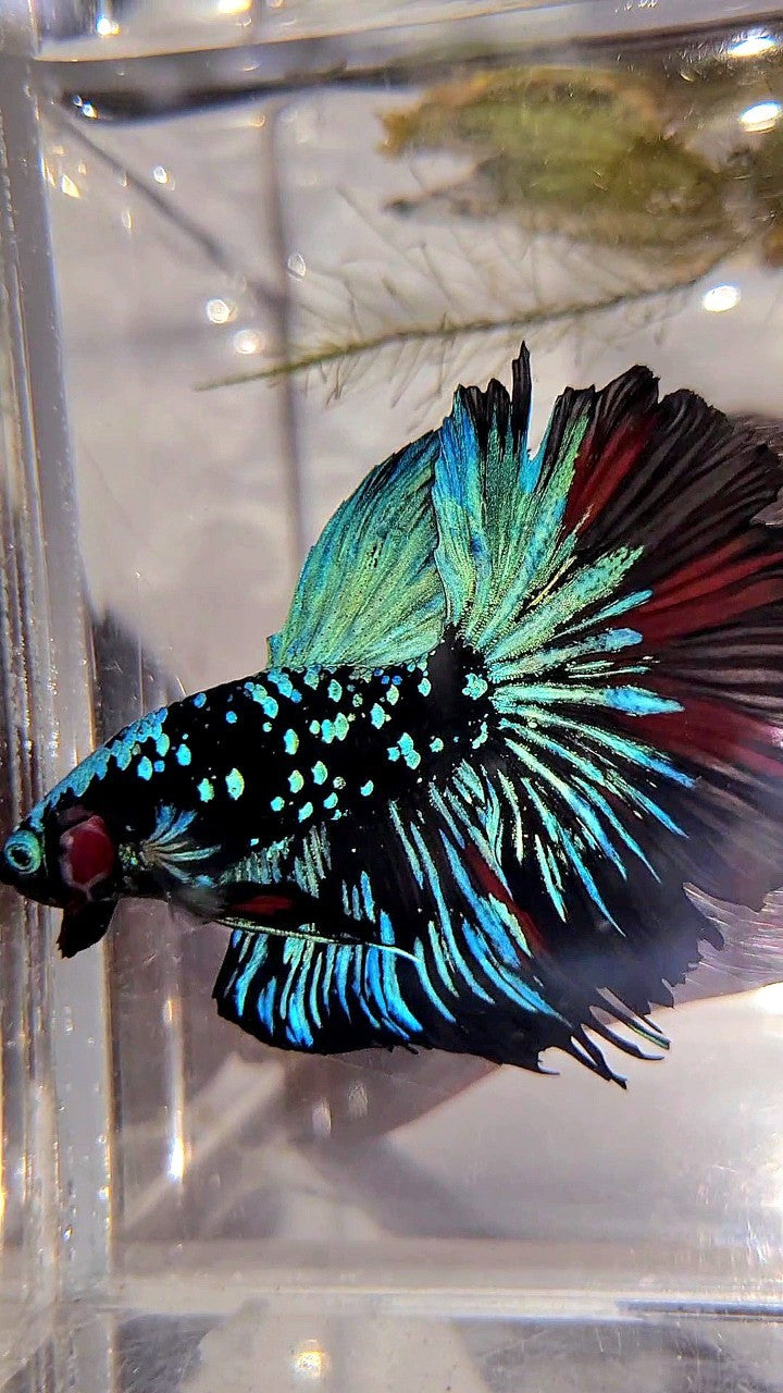 XL HALFMOON ROSETAIL BLACKSTAR GALAXY AVATAR BLUE BETTA FISH