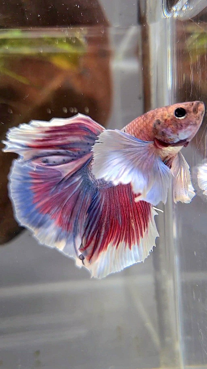 HALFMOON DUMBO EAR PURPLE RED FANCY BETTA FISH