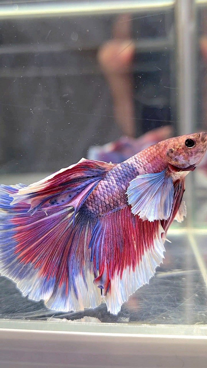 HALFMOON DUMBO EAR PURPLE RED FANCY BETTA FISH