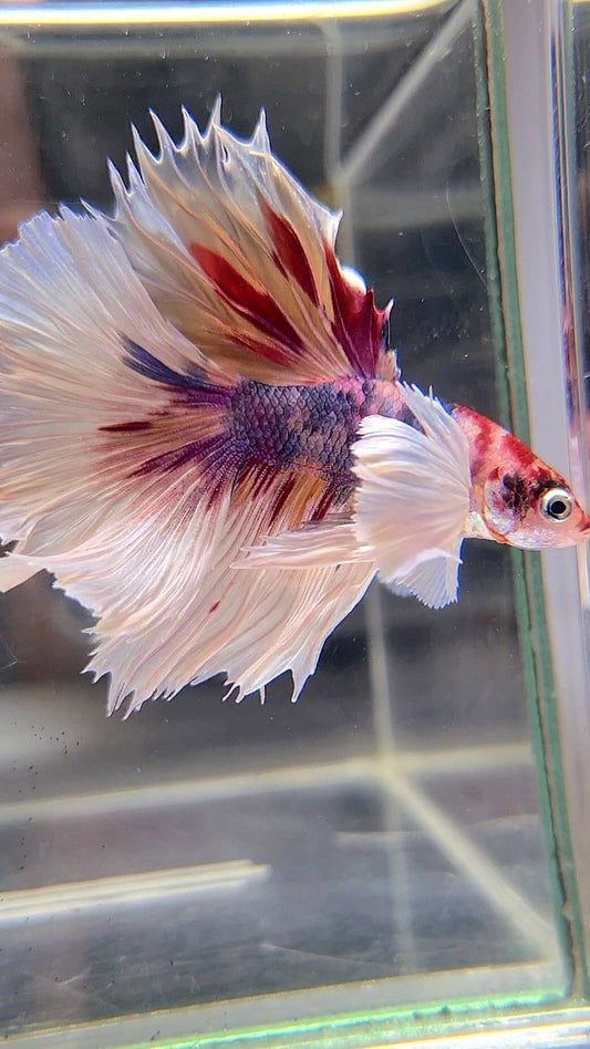 HALFMOON DUMBO EAR CANDY MULTICOLOR BETTA FISH