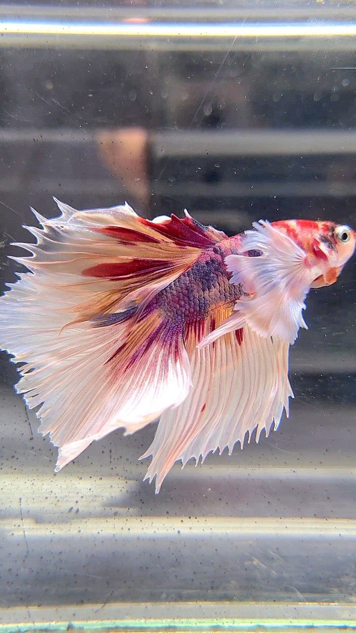 HALFMOON DUMBO EAR CANDY MULTICOLOR BETTA FISH