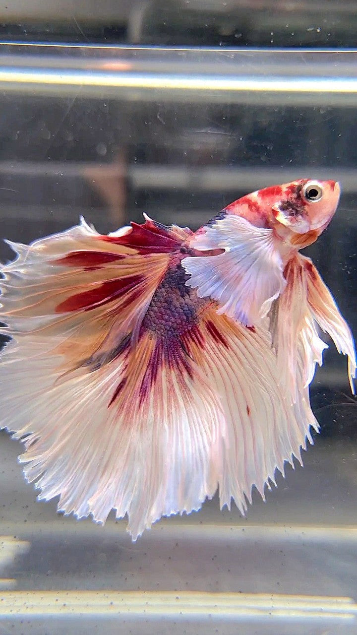 HALFMOON DUMBO EAR CANDY MULTICOLOR BETTA FISH