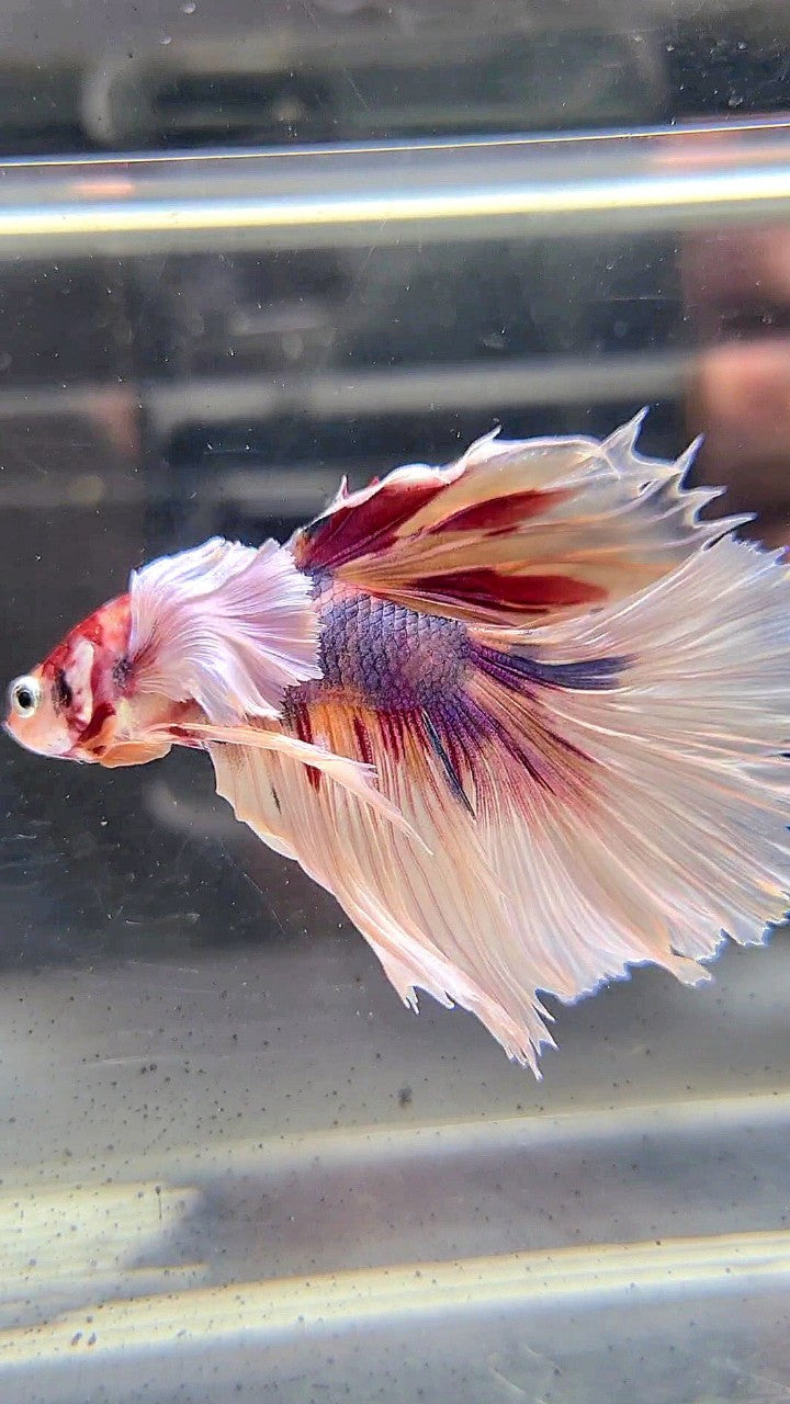 HALFMOON DUMBO EAR CANDY MULTICOLOR BETTA FISH