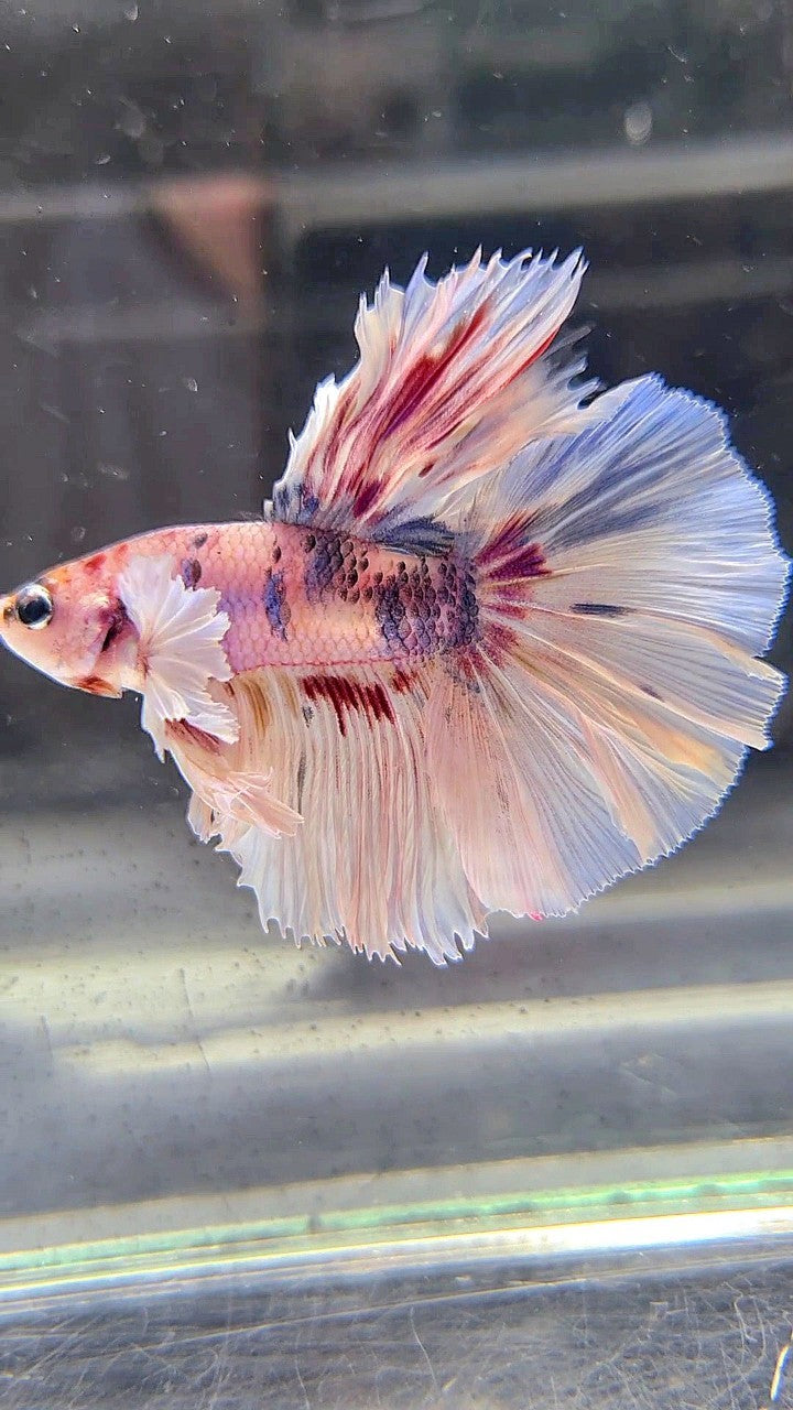 HALFMOON DUMBO EAR WHITE MULTICOLOR BETTA FISH