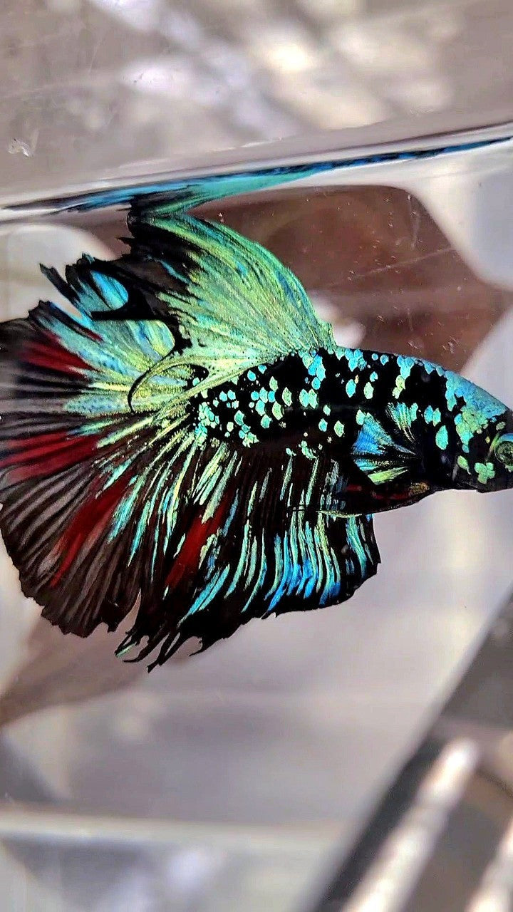 XL HALFMOON ROSETAIL BLACKSTAR GALAXY AVATAR BLUE BETTA FISH