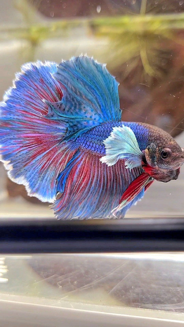 HALFMOON DUMBO EAR BLUE GREEN TURQUOISE BETTA FISH