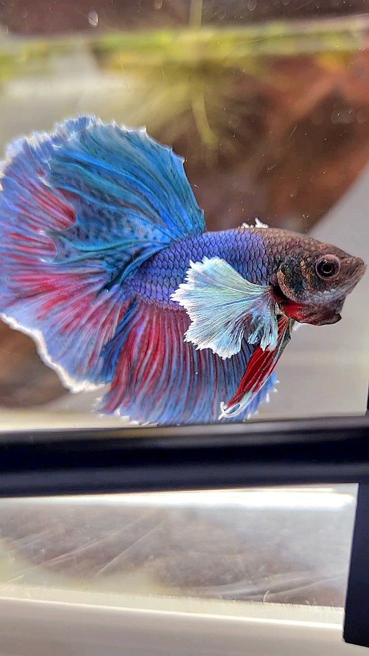 HALFMOON DUMBO EAR BLUE GREEN TURQUOISE BETTA FISH