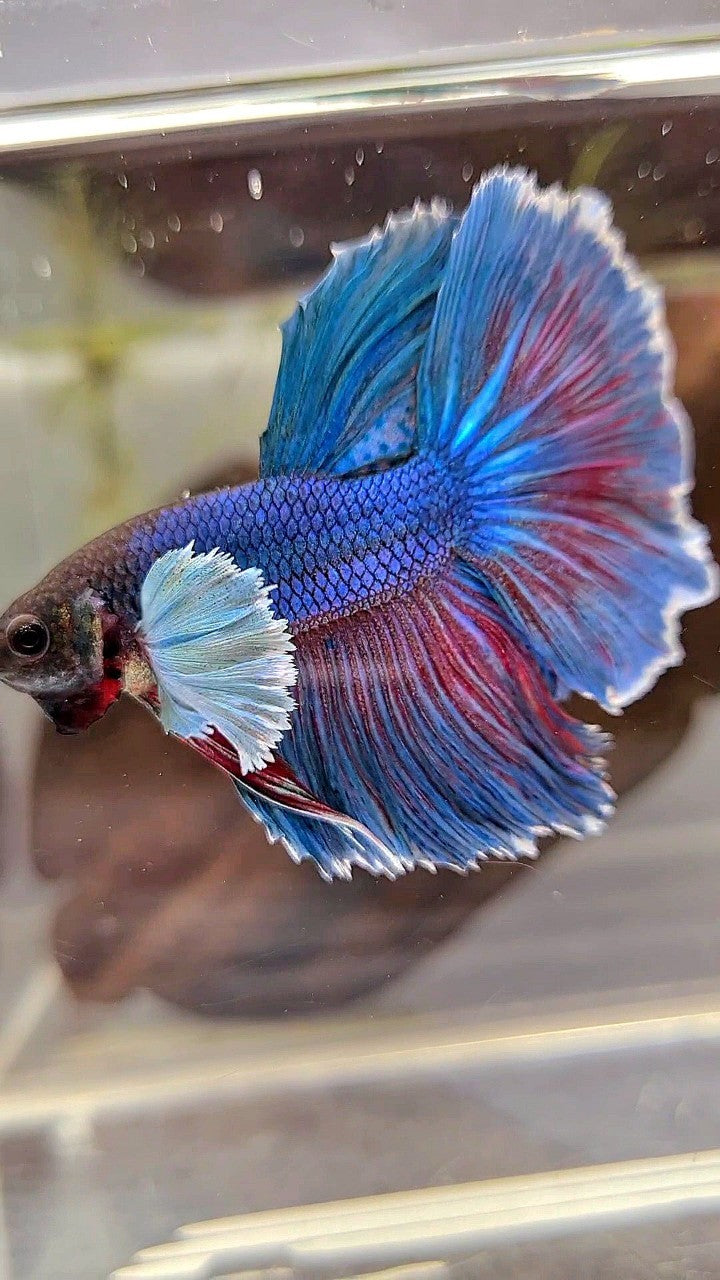 HALFMOON DUMBO EAR BLUE GREEN TURQUOISE BETTA FISH