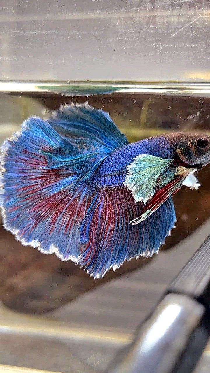 HALFMOON DUMBO EAR BLUE GREEN TURQUOISE BETTA FISH