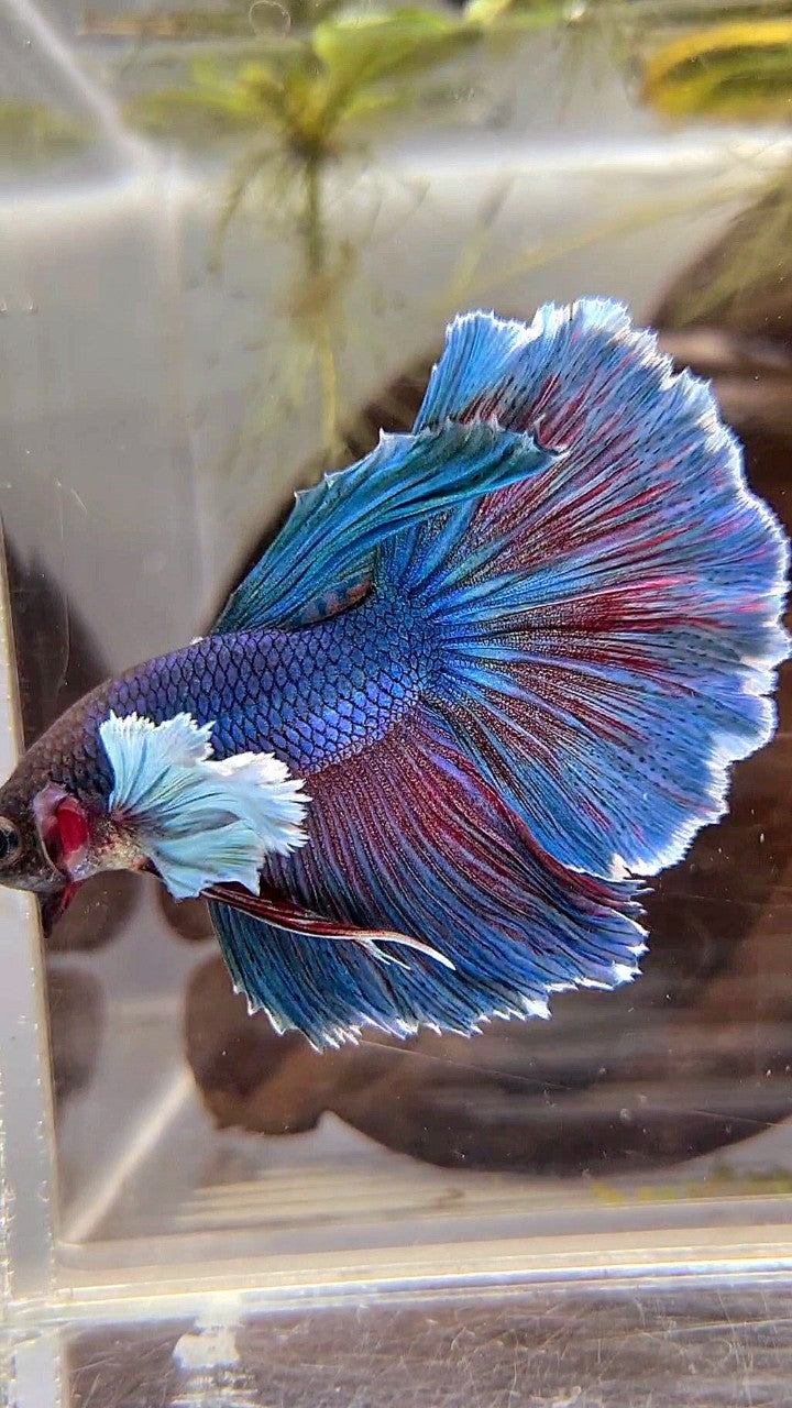 HALFMOON DUMBO EAR BLUE GREEN TURQUOISE BETTA FISH