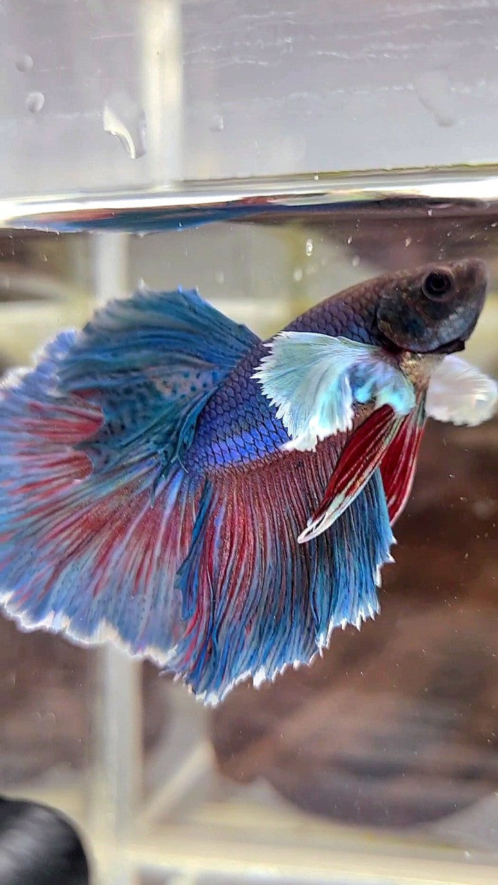 HALFMOON DUMBO EAR BLUE GREEN TURQUOISE BETTA FISH