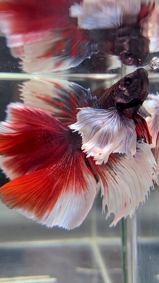 HALFMOON DOUBLE TAIL SUPER DUMBO EAR PURPLE RED BETTA FISH