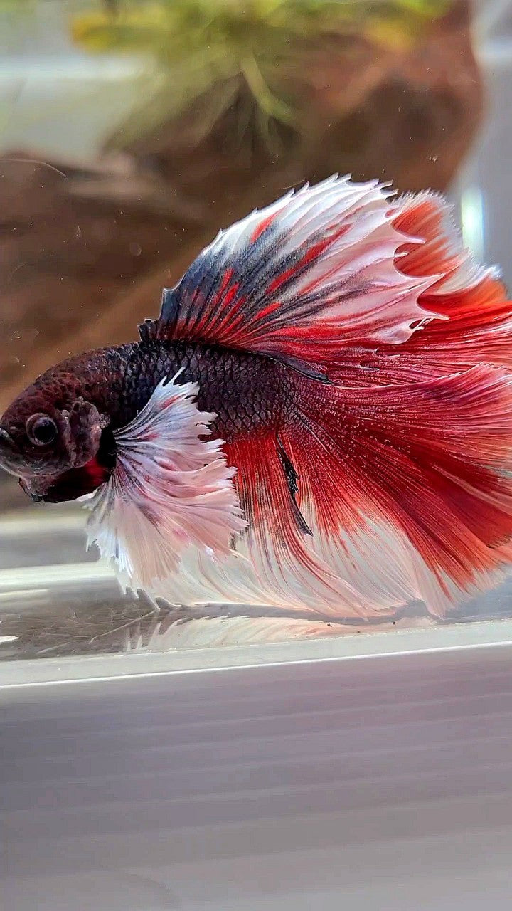 HALFMOON DOUBLE TAIL SUPER DUMBO EAR PURPLE RED BETTA FISH