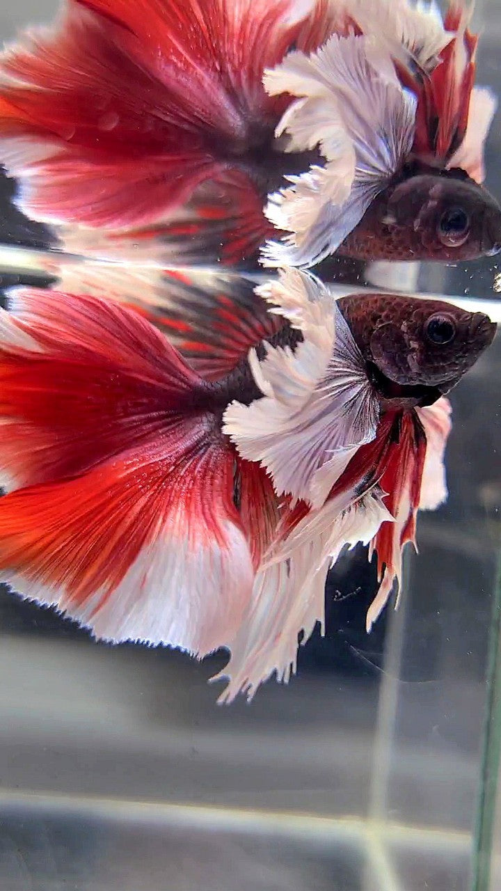 HALFMOON DOUBLE TAIL SUPER DUMBO EAR PURPLE RED BETTA FISH