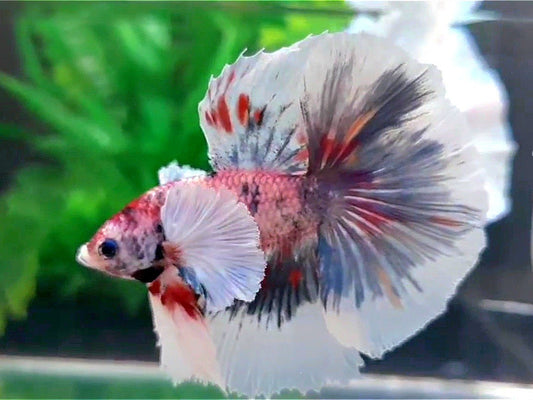 HALFMOON DOUBLE TAIL DUMBO EAR GRAY MULTICOLOR BETTA FISH