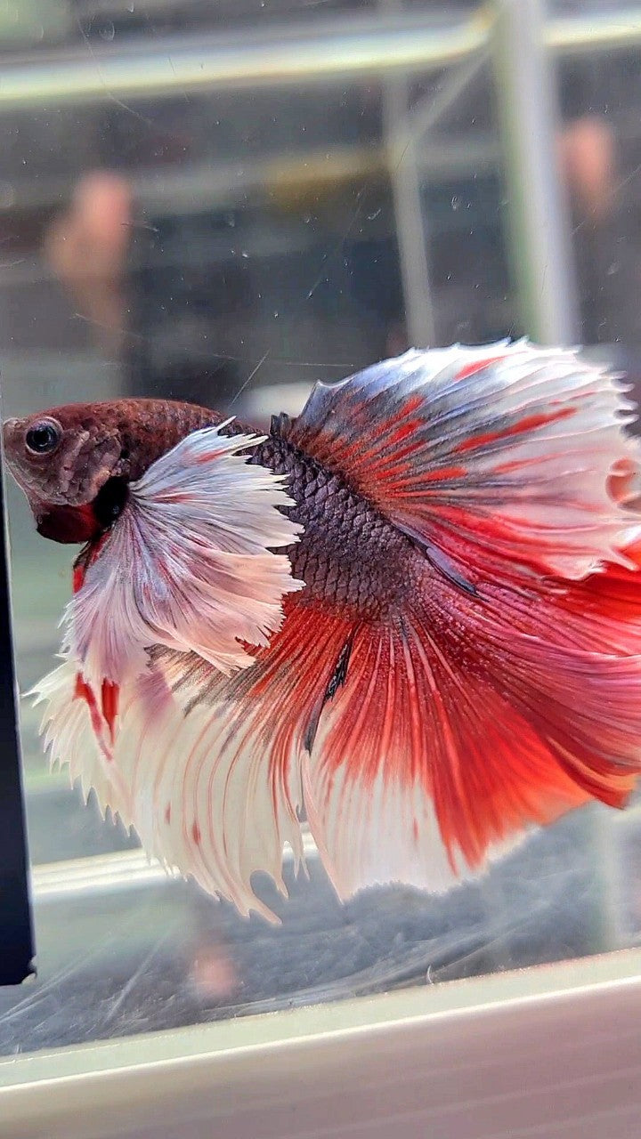 HALFMOON DOUBLE TAIL SUPER DUMBO EAR PURPLE RED BETTA FISH