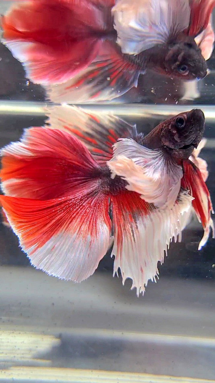 HALFMOON DOUBLE TAIL SUPER DUMBO EAR PURPLE RED BETTA FISH