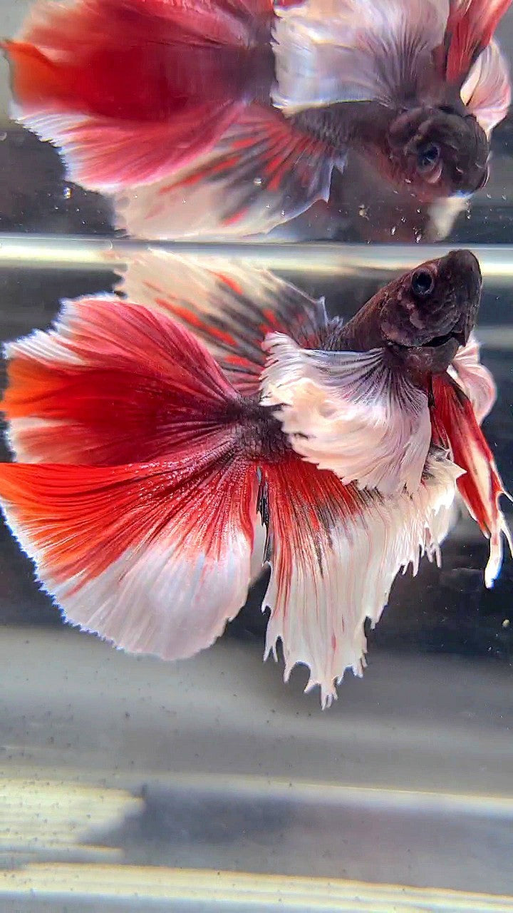 HALFMOON DOUBLE TAIL SUPER DUMBO EAR PURPLE RED BETTA FISH