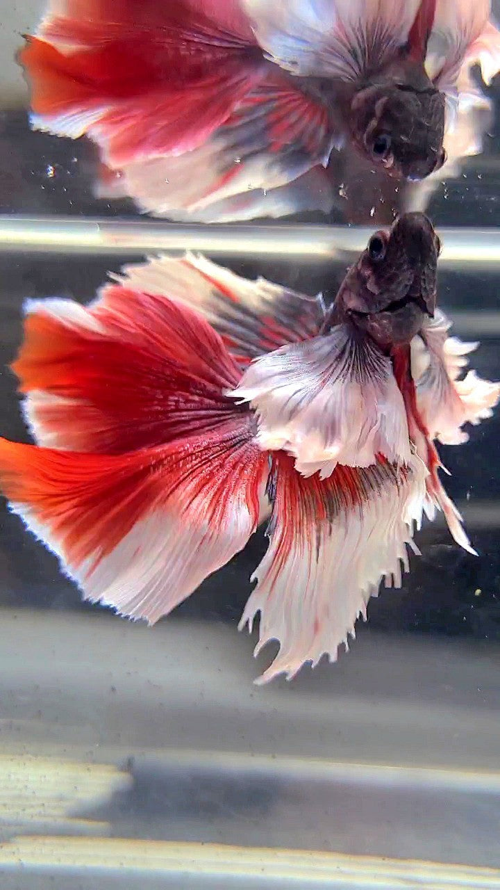 HALFMOON DOUBLE TAIL SUPER DUMBO EAR PURPLE RED BETTA FISH