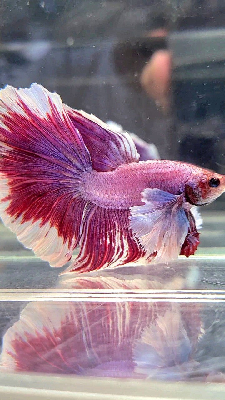 XL HALFMOON SUPER DUMBO EAR RED PURLE LAVENDER BETTA FISH