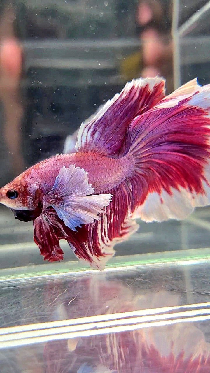 XL HALFMOON SUPER DUMBO EAR RED PURLE LAVENDER BETTA FISH