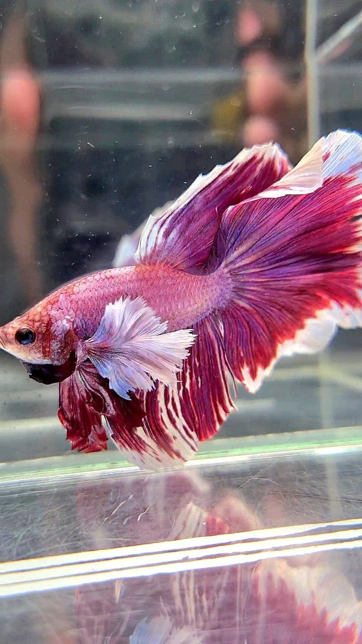 XL HALFMOON SUPER DUMBO EAR RED PURLE LAVENDER BETTA FISH