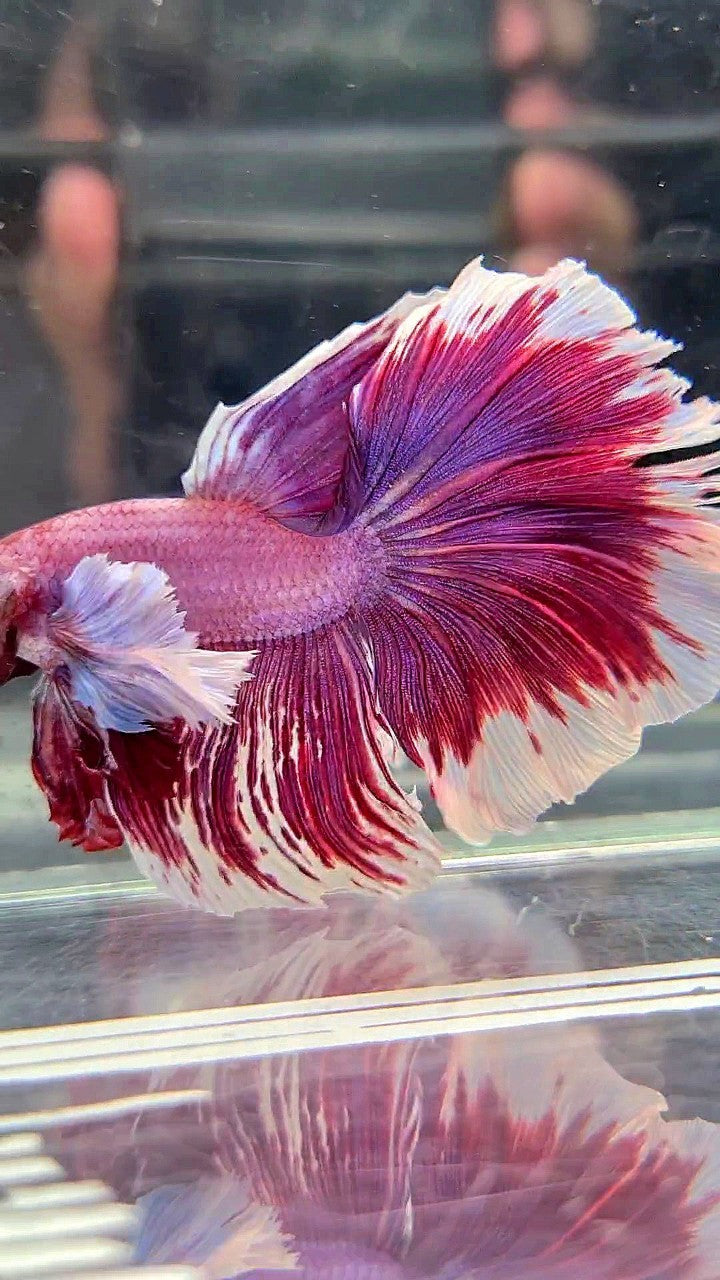 XL HALFMOON SUPER DUMBO EAR RED PURLE LAVENDER BETTA FISH