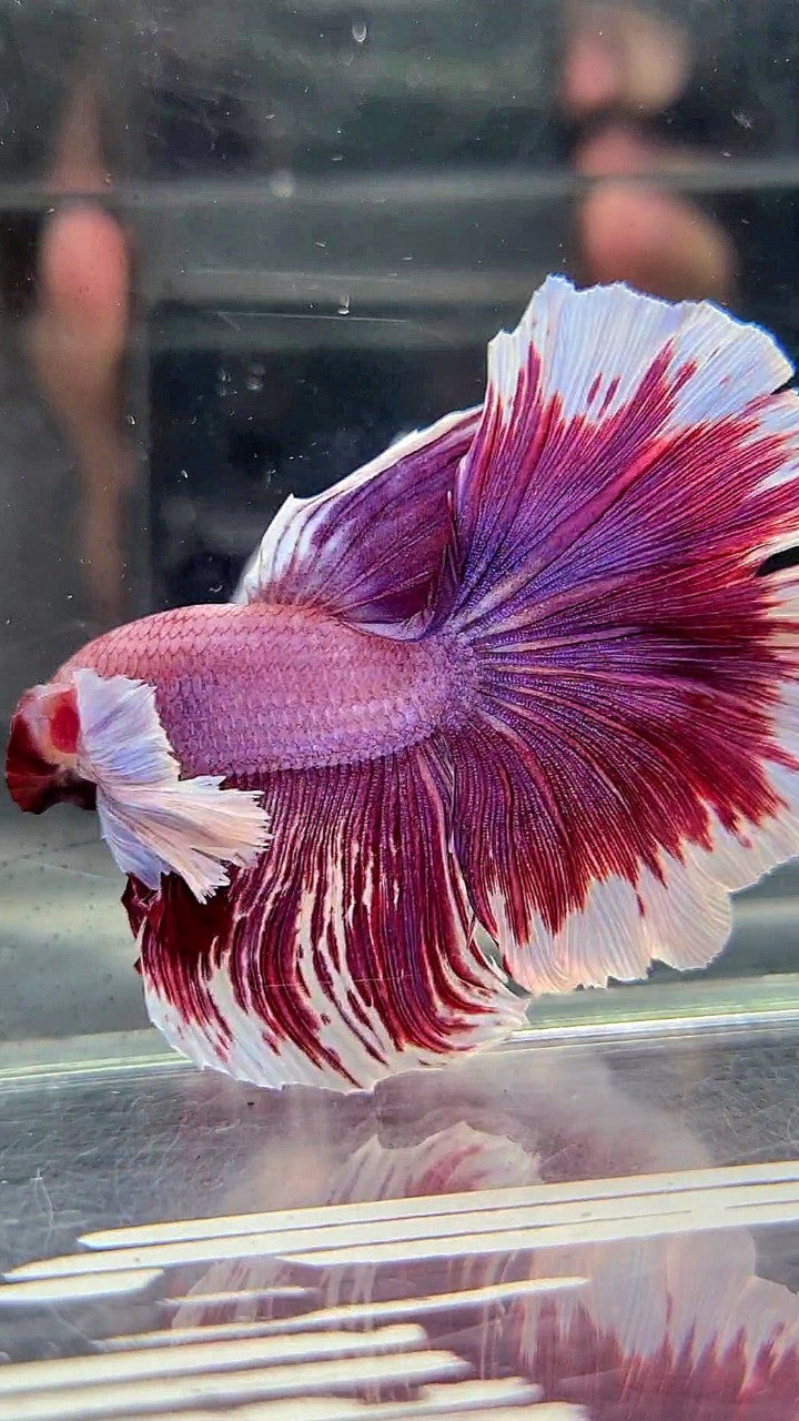 XL HALFMOON SUPER DUMBO EAR RED PURLE LAVENDER BETTA FISH