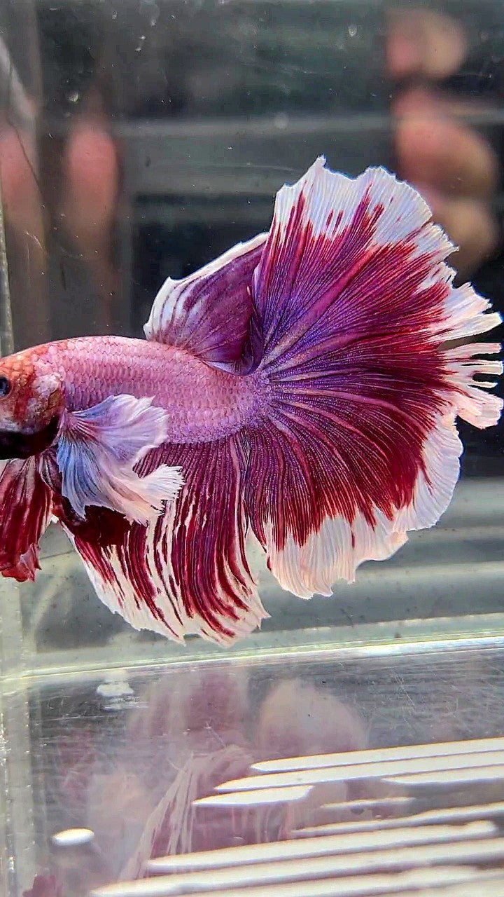 XL HALFMOON SUPER DUMBO EAR RED PURLE LAVENDER BETTA FISH