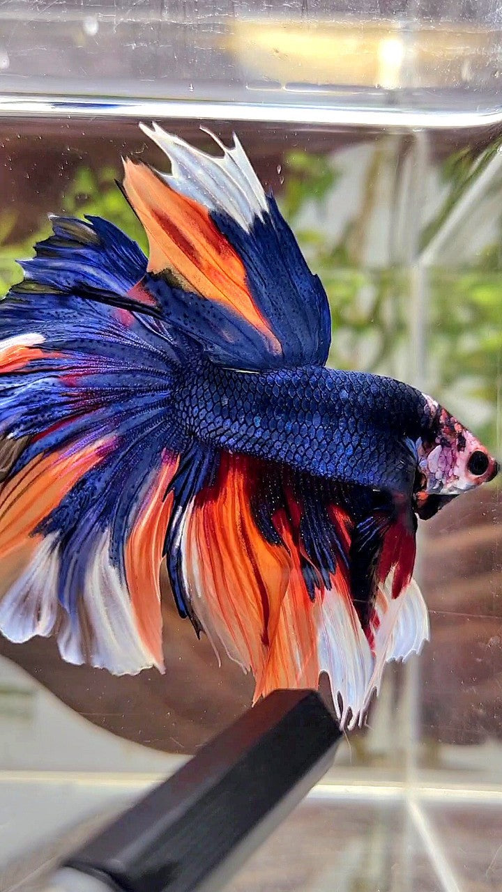 HALFMOON ROSETAIL DARK BLUE NEMO MULTICOLOR BETTA FISH