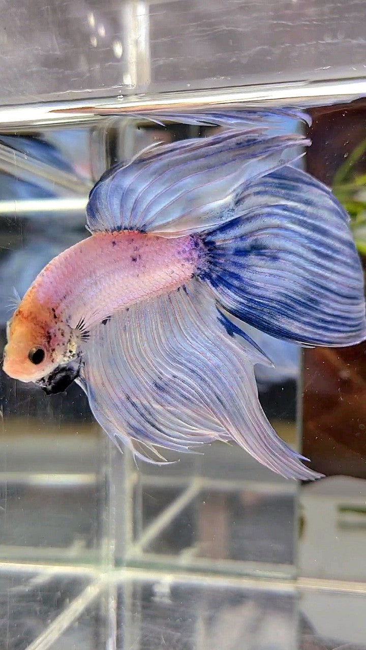 XL VEILTAIL BLUE LIGHT GRIZZLE YELLOW HEAD BETTA FISH