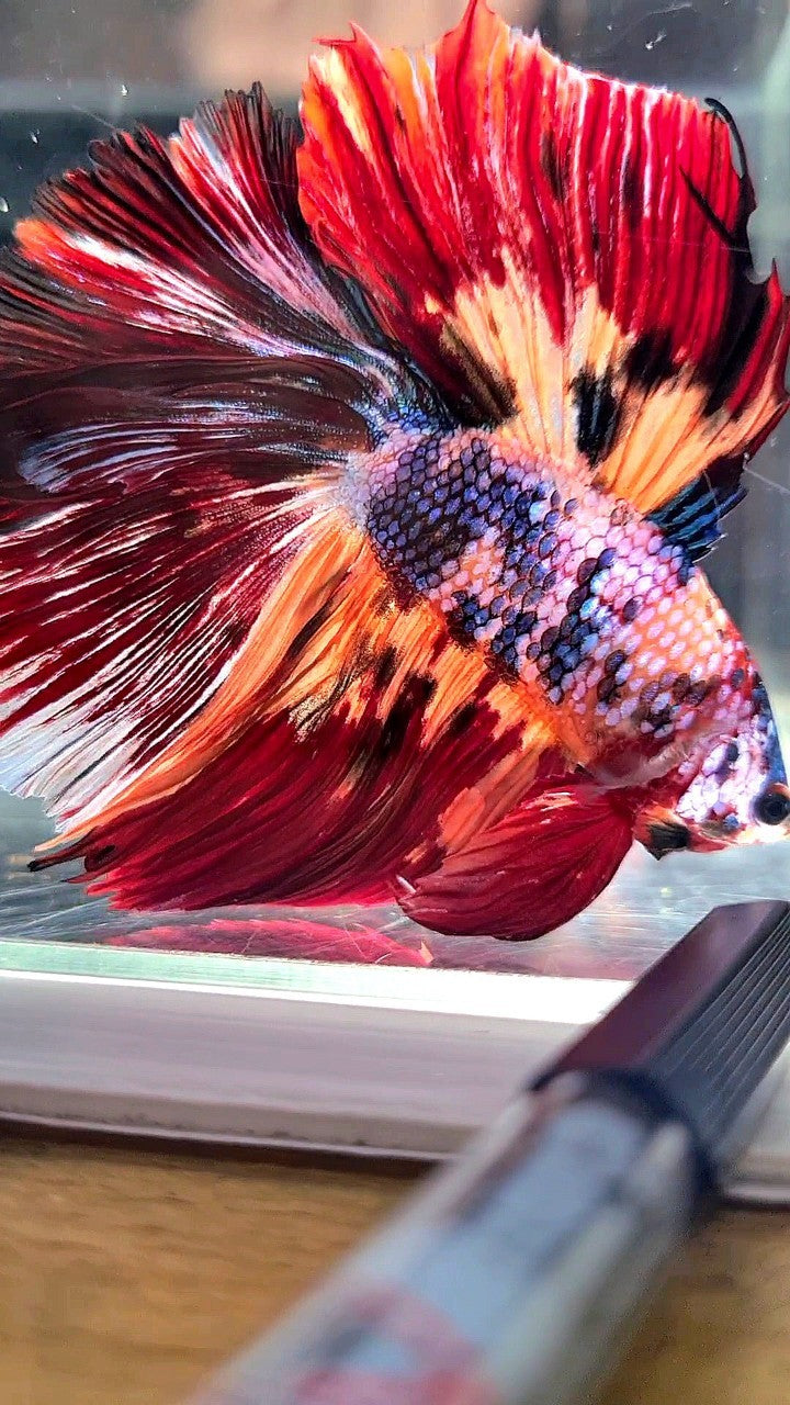 XL HALFMOON DOUBLE TAIL RED ORANGE FANCY MULTICOLOR BETTA FISH