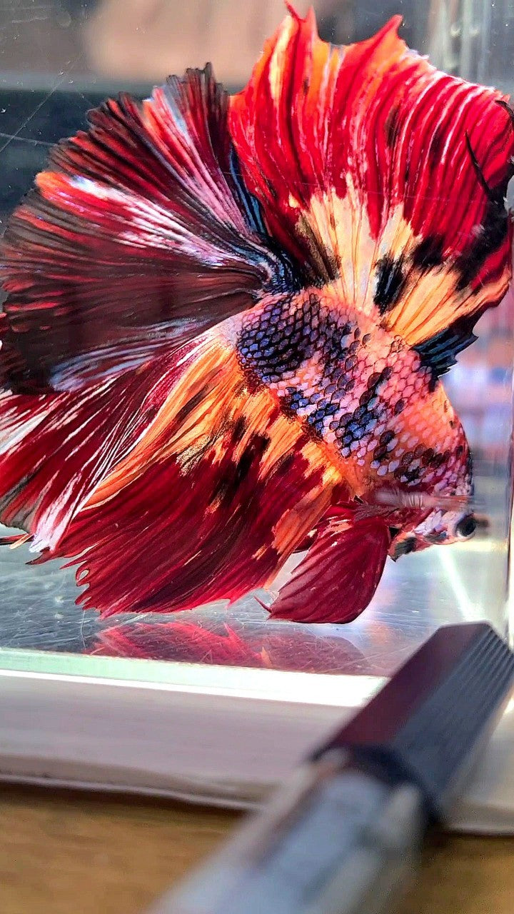 XL HALFMOON DOUBLE TAIL RED ORANGE FANCY MULTICOLOR BETTA FISH