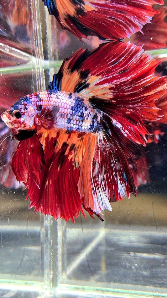 XL HALFMOON DOUBLE TAIL RED ORANGE FANCY MULTICOLOR BETTA FISH