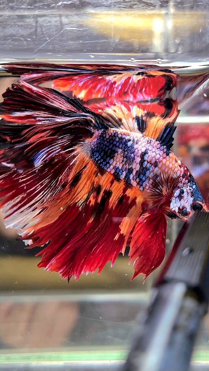 XL HALFMOON DOUBLE TAIL RED ORANGE FANCY MULTICOLOR BETTA FISH