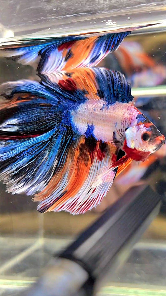 XL HALFMOON DOUBLE TAIL OVERTAIL BLUE ORANGE FANCY MULTICOLOR BETTA FISH