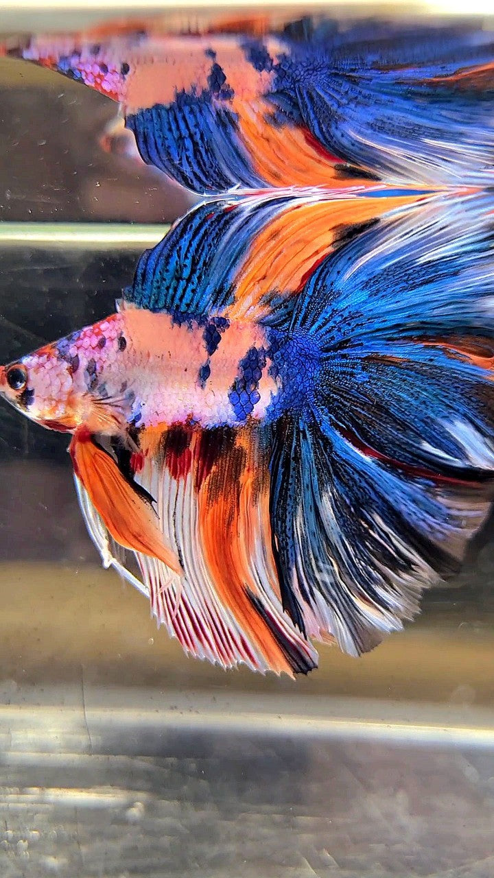 XL HALFMOON DOUBLE TAIL OVERTAIL BLUE ORANGE FANCY MULTICOLOR BETTA FISH