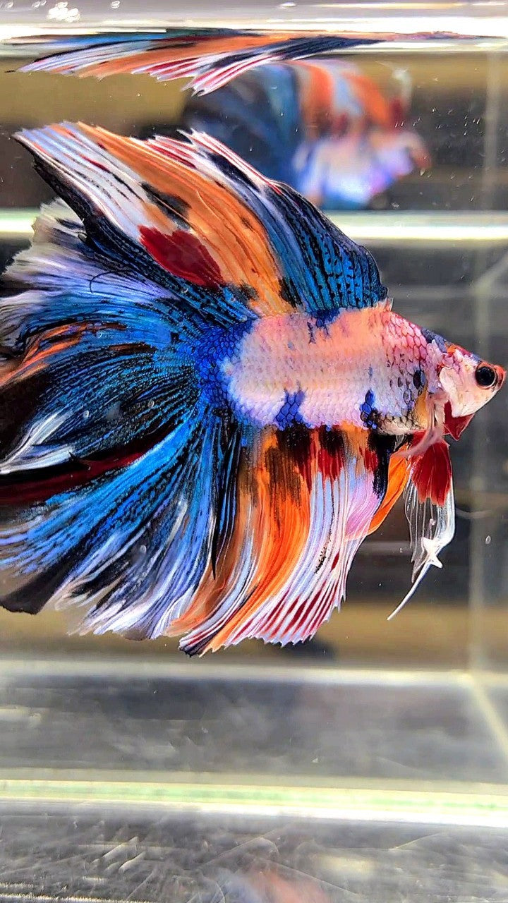 XL HALFMOON DOUBLE TAIL OVERTAIL BLUE ORANGE FANCY MULTICOLOR BETTA FISH