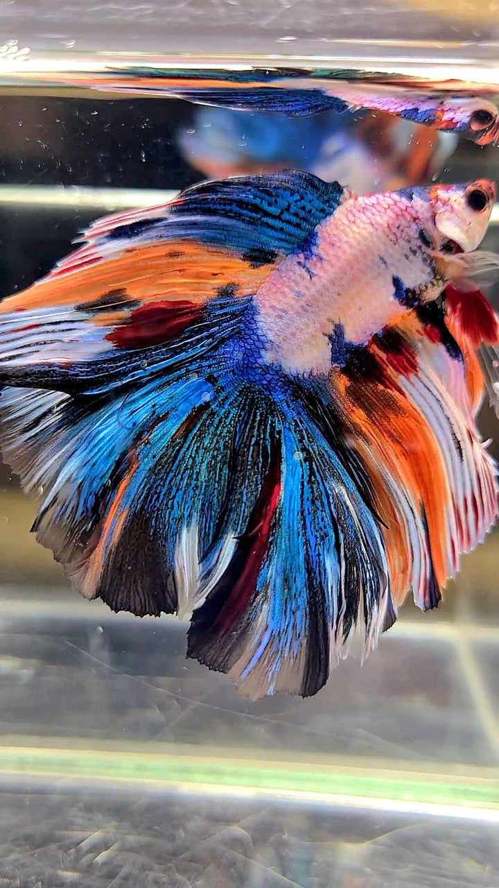 XL HALFMOON DOUBLE TAIL OVERTAIL BLUE ORANGE FANCY MULTICOLOR BETTA FISH