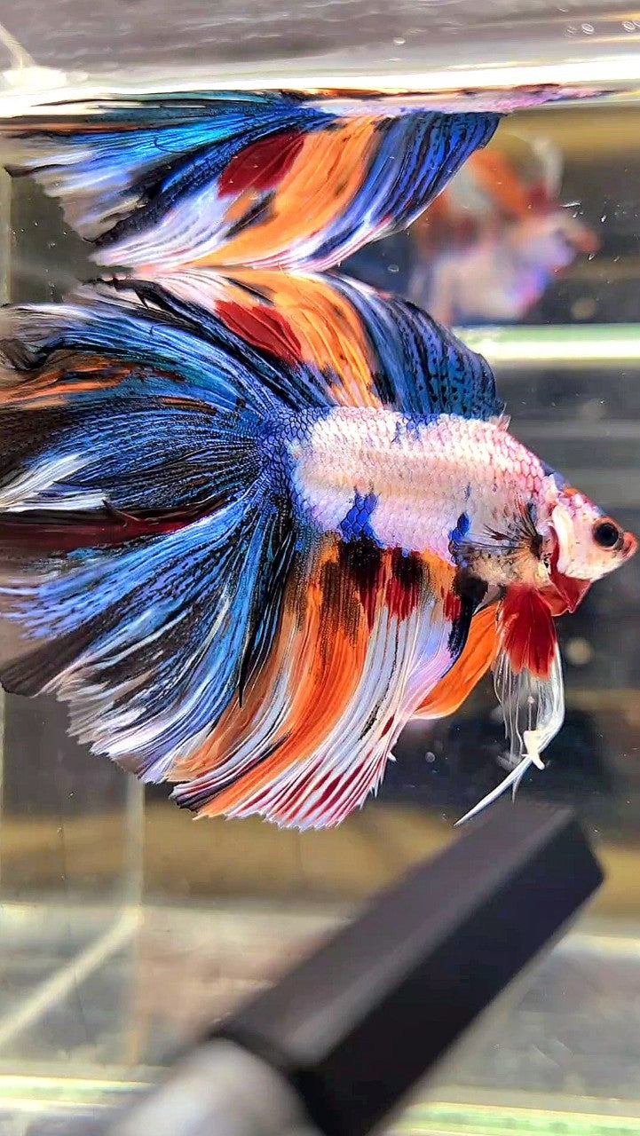 XL HALFMOON DOUBLE TAIL OVERTAIL BLUE ORANGE FANCY MULTICOLOR BETTA FISH